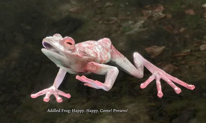 Addled Frog