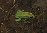 Frog in Mud Flats